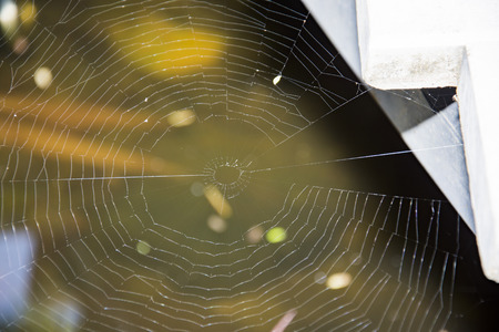 Spider web close-up.The shot of the big cobweb close-up with the branch in it and the bright backgroundの写真素材
