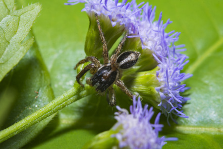 spider on the flower close up macro lensの写真素材