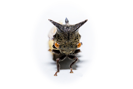 Strange treehopper or Membracidae insect animal isolatedの写真素材
