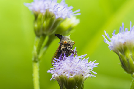 Strange treehopper or Membracidae insect animal on the flowerの写真素材