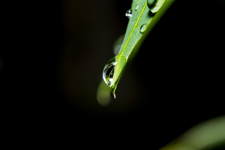 drop dew water on the left macroの写真素材