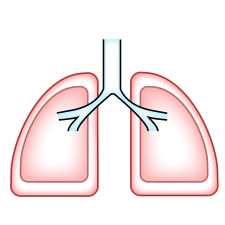 Normal lung human and respiratory system isolatedのイラスト素材