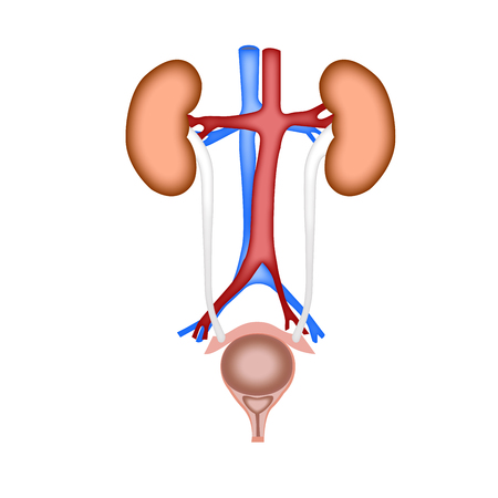 anatomy urinary system organ in human bodyのイラスト素材