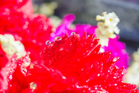 fresh droplet water on the red flower beautiful naturalの写真素材