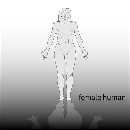 Adult female human body front viewのイラスト素材