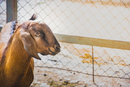 brown goat mammal animal smile select focus of eyeの写真素材