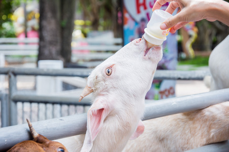 portrait animal mammal white goat eating milkの写真素材