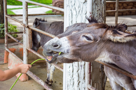 two donkey eating long bean by hand childの写真素材