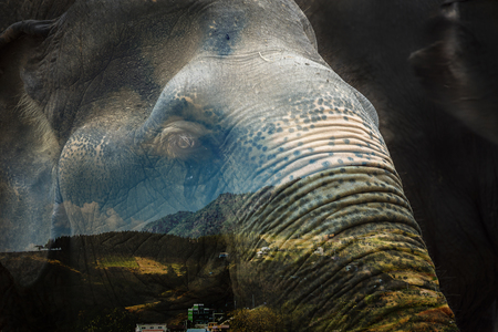 elephants dark tone exposureの写真素材