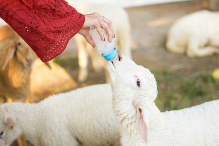 little white sheep sucking milk in hand womenの写真素材