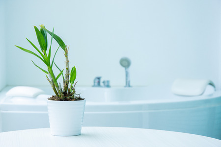 small tree and bathtub in the bath roomの写真素材
