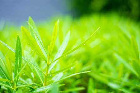 Green leaf grow up with a lot of oxygenの写真素材