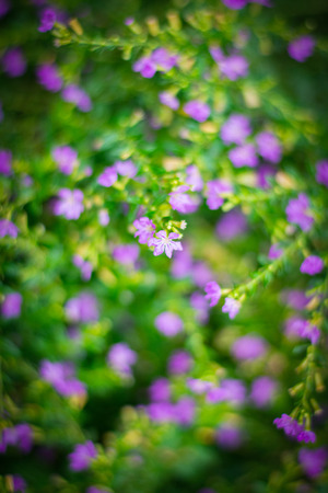 close up purple and green beautiful natural flower blur backgroundの写真素材