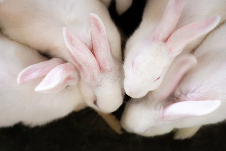 little white rabbits close up head and earsの写真素材