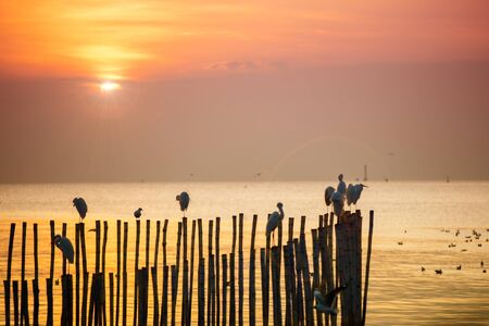 Seagull hold on the bamboo in the sea silhouetteの写真素材