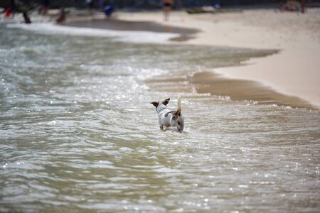 dog walk and play on the beach on summer vacationの写真素材