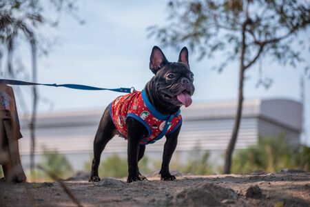 Portrait of black french bulldog  stand on the groundの写真素材