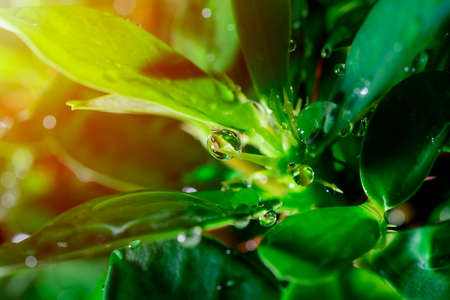 Drop of dew on leaf black background macro lens