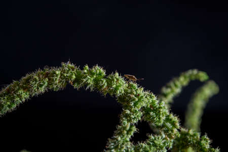 insect on the leaf and light flare macro lens