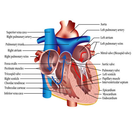 Anatomy of the human heart. Cross sectional diagram of the heart with main parts labeled. Vector illustrationのイラスト素材