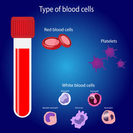 Types of blood cells, red blood cell, platelets, and white blood cellsのイラスト素材