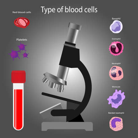 Types of blood cells, red blood cells, platelets, and white blood cellsのイラスト素材