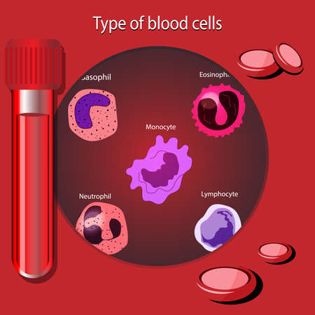 Types of blood cells, red blood cells, platelets, and white blood cellsのイラスト素材