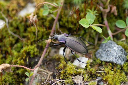 Little bug