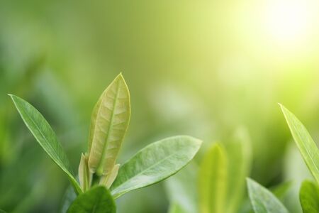 Green leaf background. Nature and Freshness conceptの写真素材