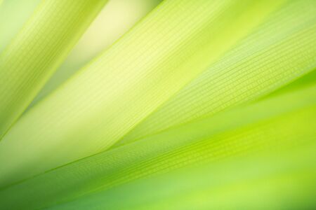 Green nature background. Closeup green leaf texture for natural and freshness wallpaper conceptの写真素材
