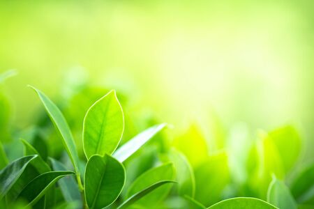Green nature background. Closeup green leaves on greenery blur background for natural and freshness wallpaper conceptの写真素材