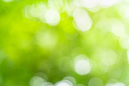 Abstract greenery blurred background with beautiful bokeh under sunlight in summer.の写真素材