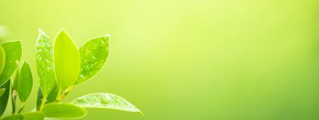 Water drops on green leaf on greenery blurred background with copy space for text. Natural green plant landscape for ecology and fresh wallpaper concept.の写真素材