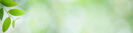 Beautiful leaf in sunny day. Green nature background with copy space for text using for banner and cover page.の写真素材