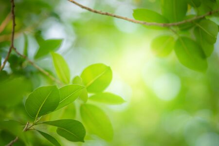 Fresh green leaves in sunlight for nature background with copy space.の写真素材