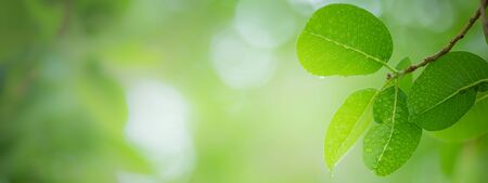 Close up nature view of green leaf on greenery blurred background under sunlight after rain in garden with copy space for text. Natural green plant landscape for ecology and fresh cover page concept.の写真素材