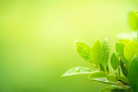 Water drops on green leaf on greenery blurred background with copy space for text. Natural green plant landscape for ecology and fresh wallpaper concept.の写真素材