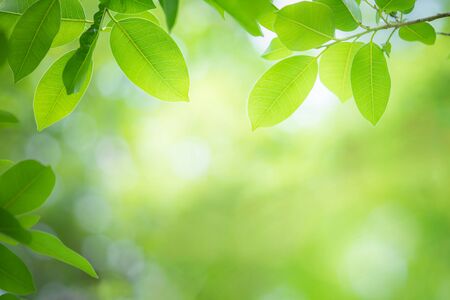 Beautiful leaf in sunny day. Green nature background for ecology and freshness wallpaper concept.の写真素材