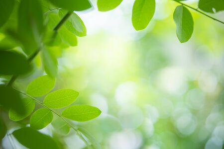 Nature background. Fresh green leaf in sunlight.の写真素材