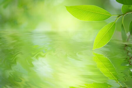 Green leaf reflections in water ripple with bokeh. Beautiful leaf texture under sunlight. Nature background with copy space for text.の写真素材