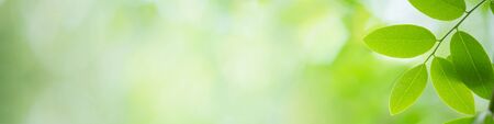 Fresh green leaves in sunlight for nature banner and cover background with copy space.の写真素材