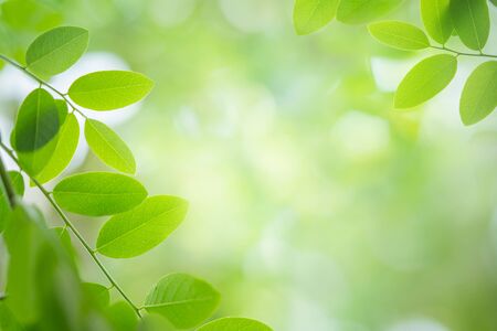 Nature background. Fresh green leaf in sunlight.の写真素材