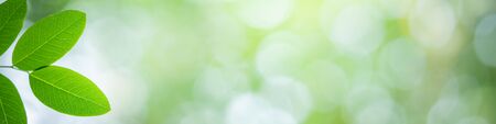 Beautiful leaf in sunny day. Green nature background with copy space for text using for banner and cover page.の写真素材