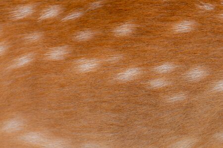 Closeup white spots on deer fawn skin for texture background.の写真素材