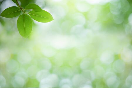 Beautiful leaf in sunny day. Green nature background for ecology and freshness wallpaper concept.の写真素材