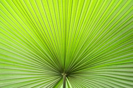 Closeup Licuala grandis or Ruffled Fan Palm leaf textured.