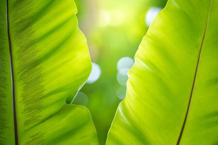 Green leaf texture under sunlight for nature background with copy space for text.の写真素材