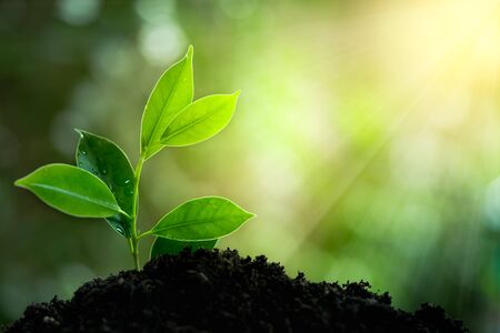 Natural green plant with rays of light. Nature and fresh background for environmental saving concept.の写真素材