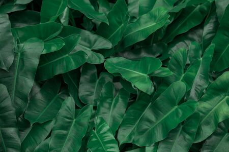 Creative nature background made of green leaves.の写真素材
