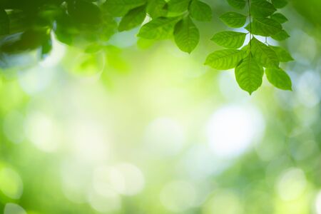Green nature background. Closeup view of green leaf with beautiful bokeh under sunlight for natural and freshness wallpaper concept.の写真素材